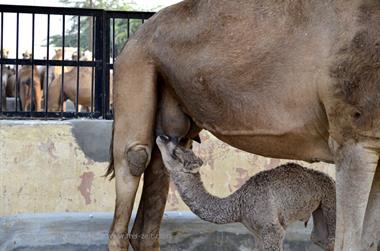 04 Camel_Farm,_Bikaner_DSC2772_b_H600